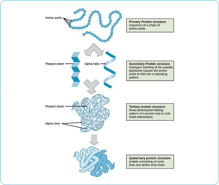 FIGURE 1. Four levels of protein structures (Zedalis et al., 2018)