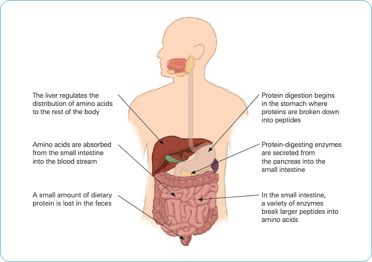 FIGURE 2. Protein digestion (Betts et al., 2013)