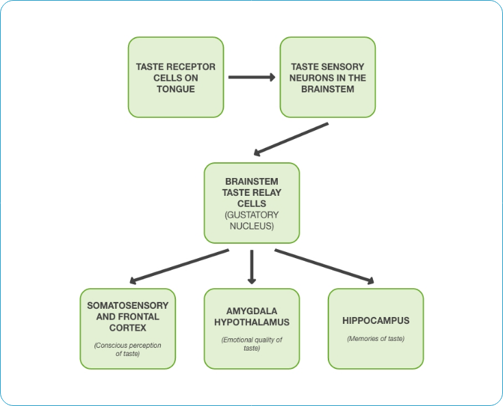 Figure 1. How taste information reaches the brain (Murray, n.d.)