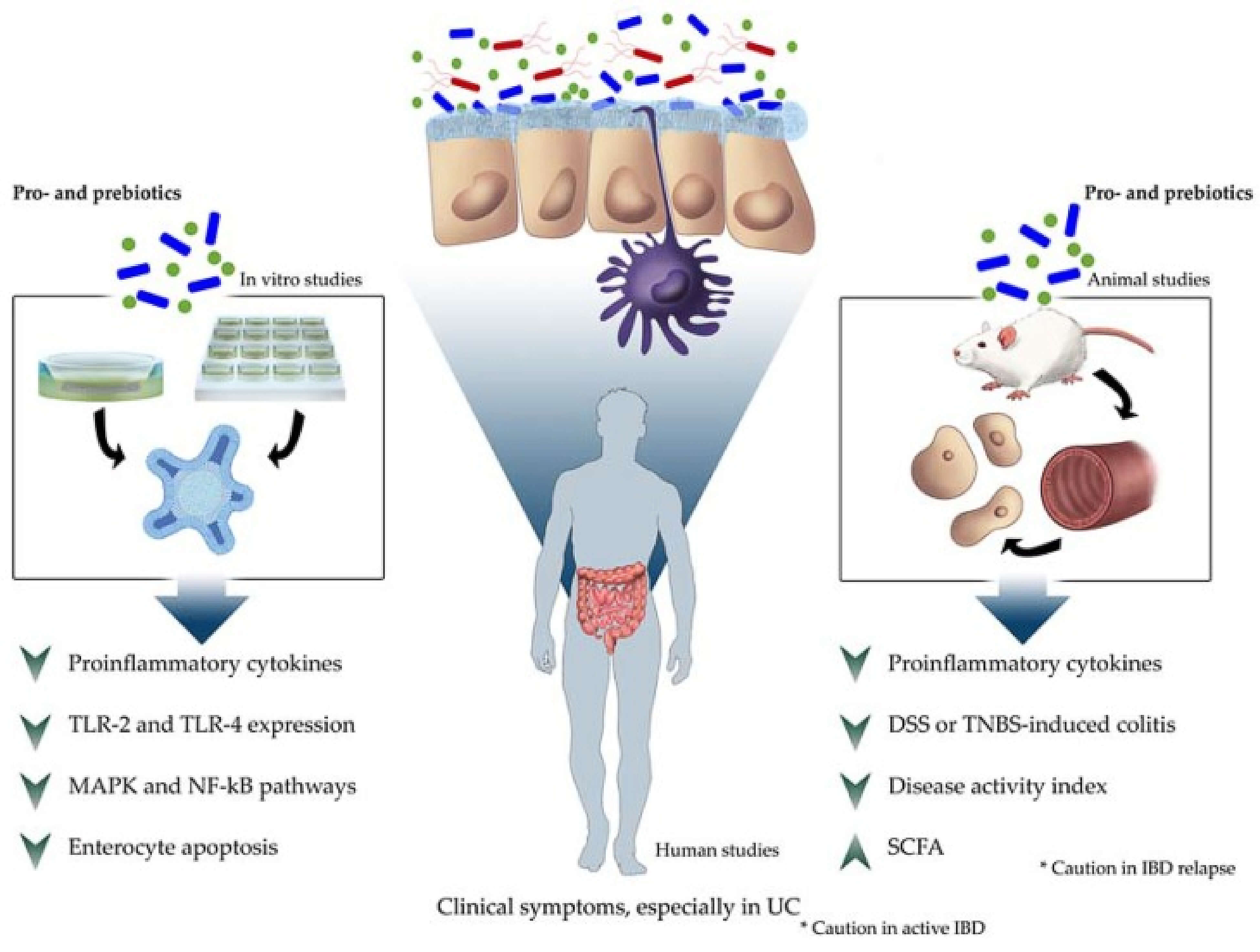 Probiotics for Anti-Inflammation