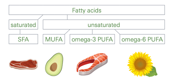 Fatty Acids chart