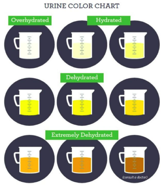 FIGURE 1. Urine Color Chart (U.S. Anti-Doping Agency, 2021)