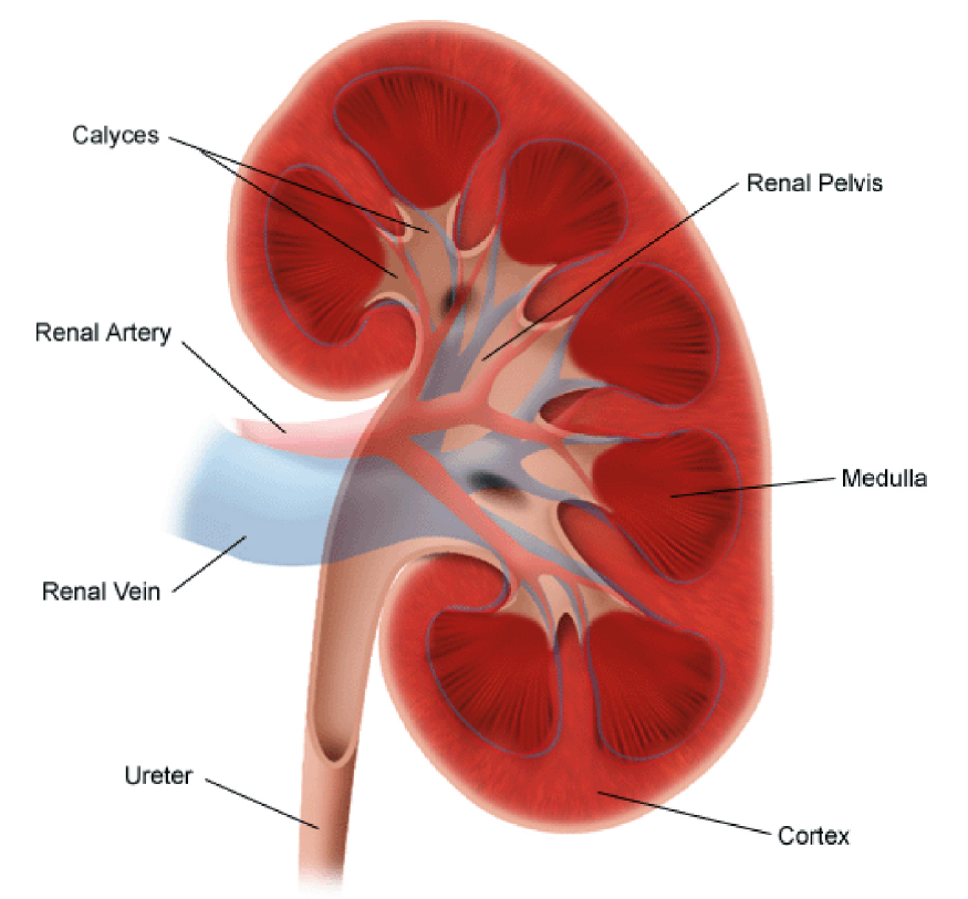 Renal diet