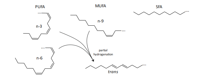 FIGURE 3. Structures of fatty acids