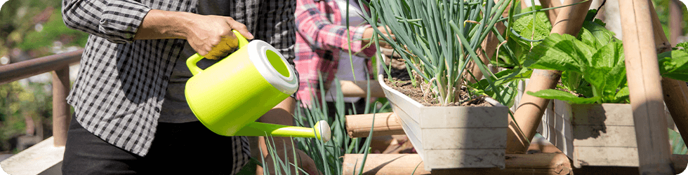 watering plants